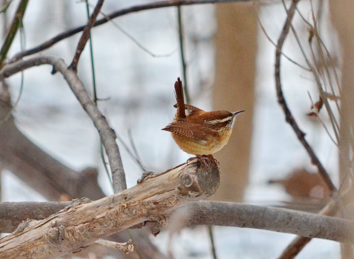 Carolina Wren - Jean and Bob Hilscher