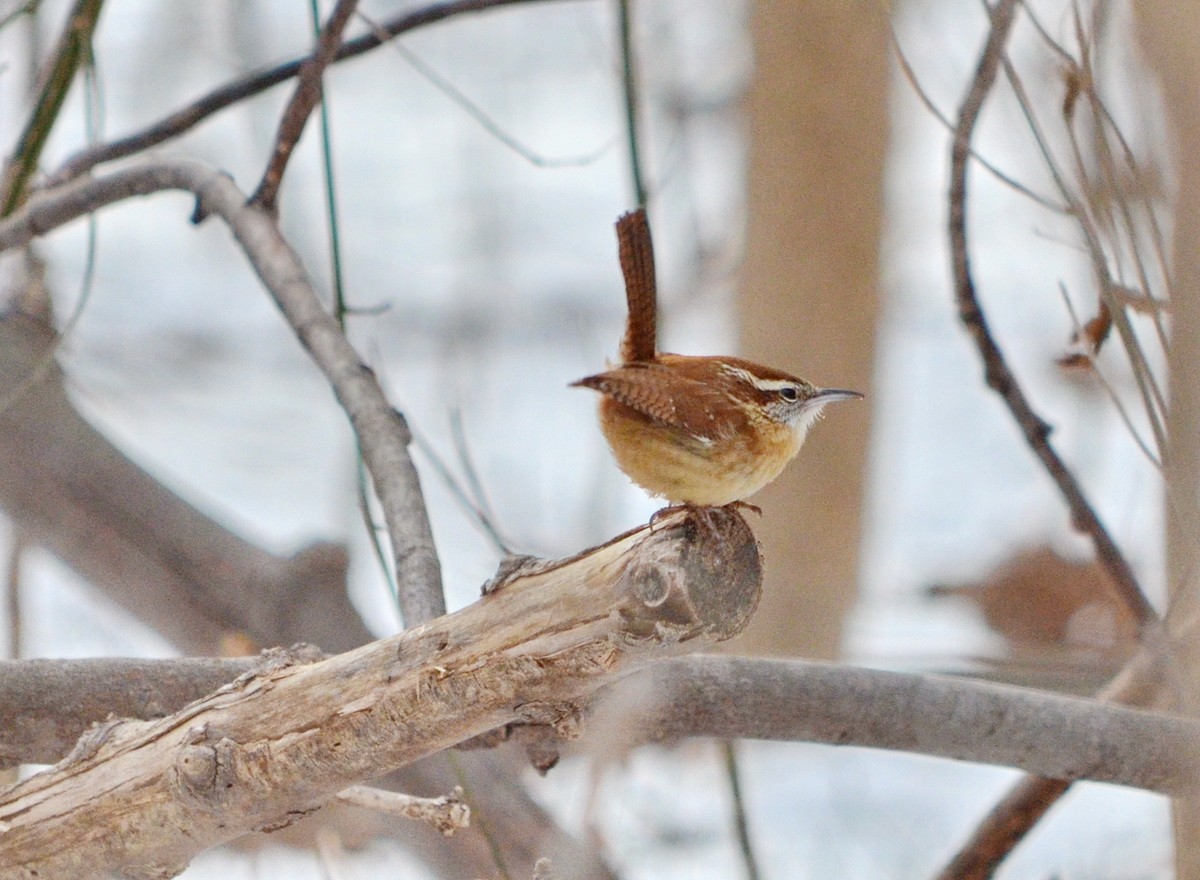 Carolina Wren - Jean and Bob Hilscher