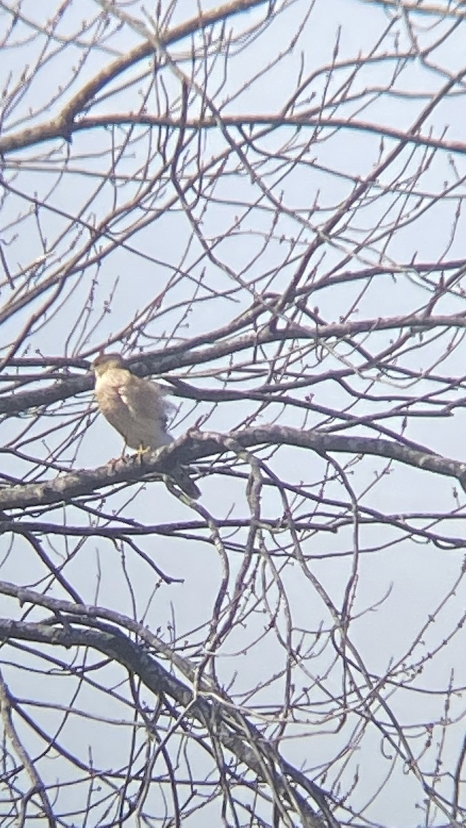 Sharp-shinned Hawk - ML426266461