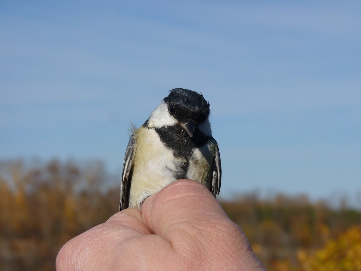 Parus sp. - ML426268641