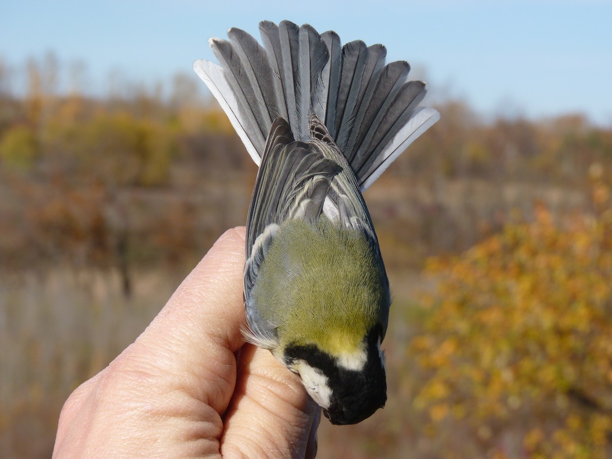 Parus sp. - ML426268661