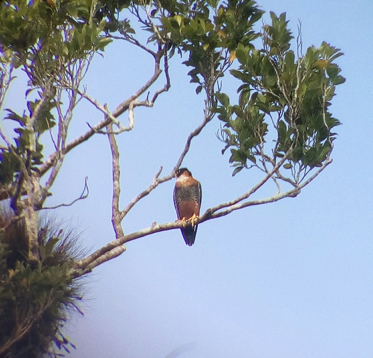 Orange-breasted Falcon - Duglas  Salazar