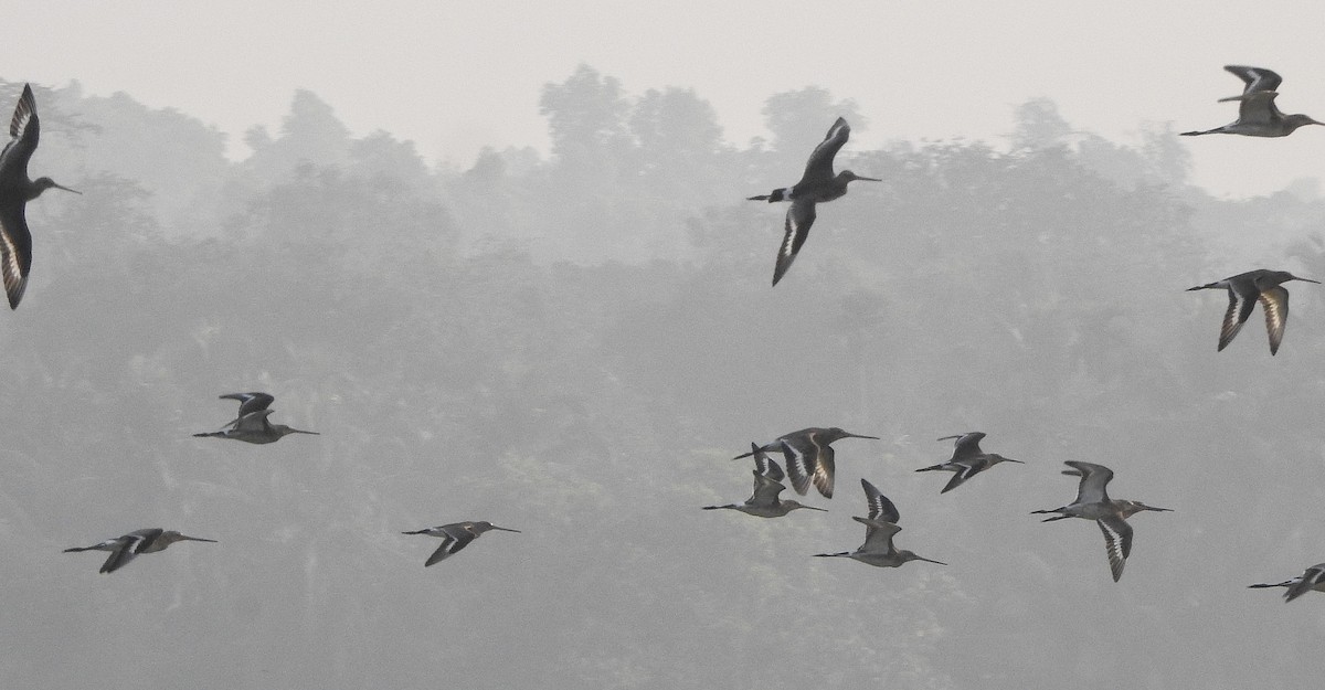 Black-tailed Godwit - Afsar Nayakkan