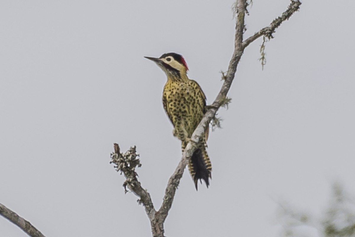 Green-barred Woodpecker - ML426270431