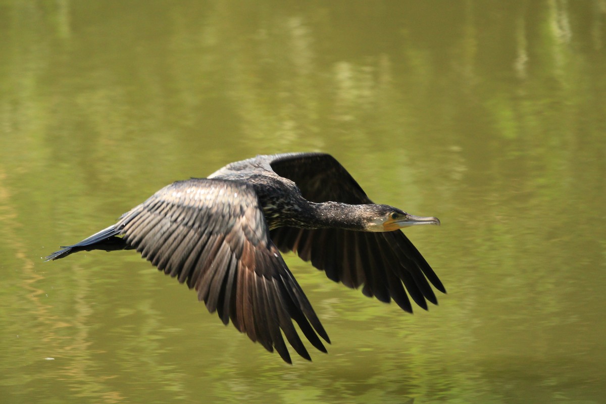 Cormorán Grande - ML426271981