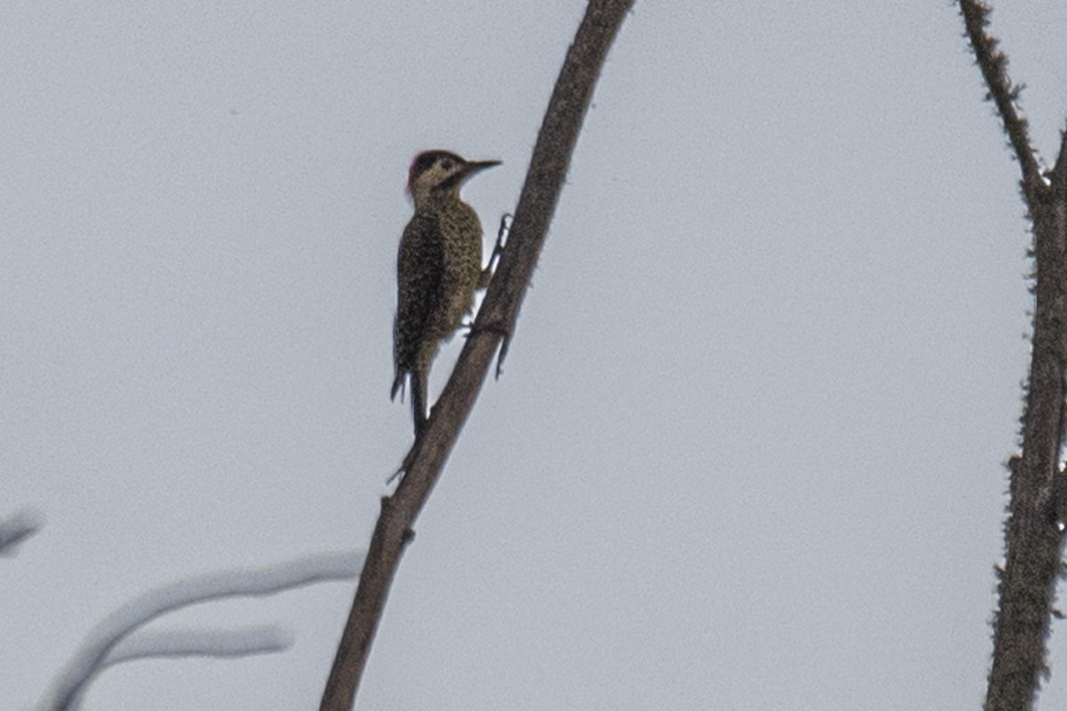 Green-barred Woodpecker - Amed Hernández