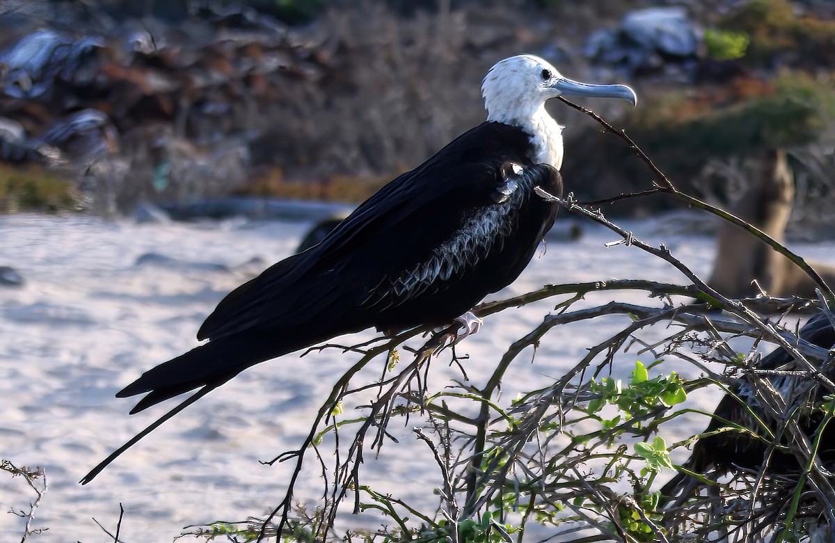 Great Frigatebird - ML426275001