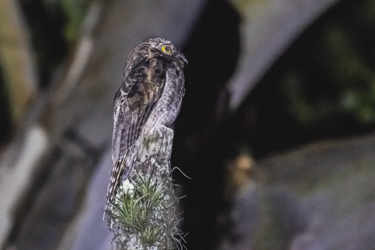 Common Potoo - Amed Hernández