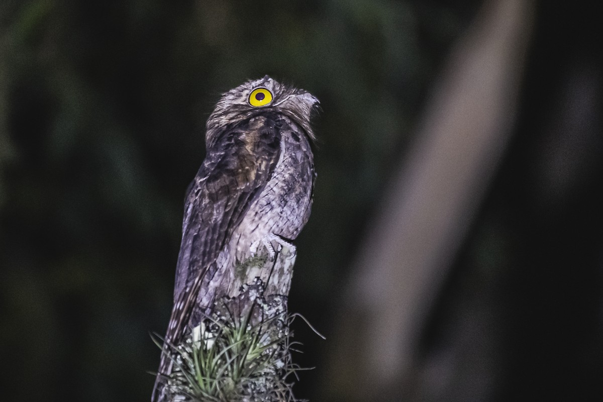 Common Potoo - Amed Hernández