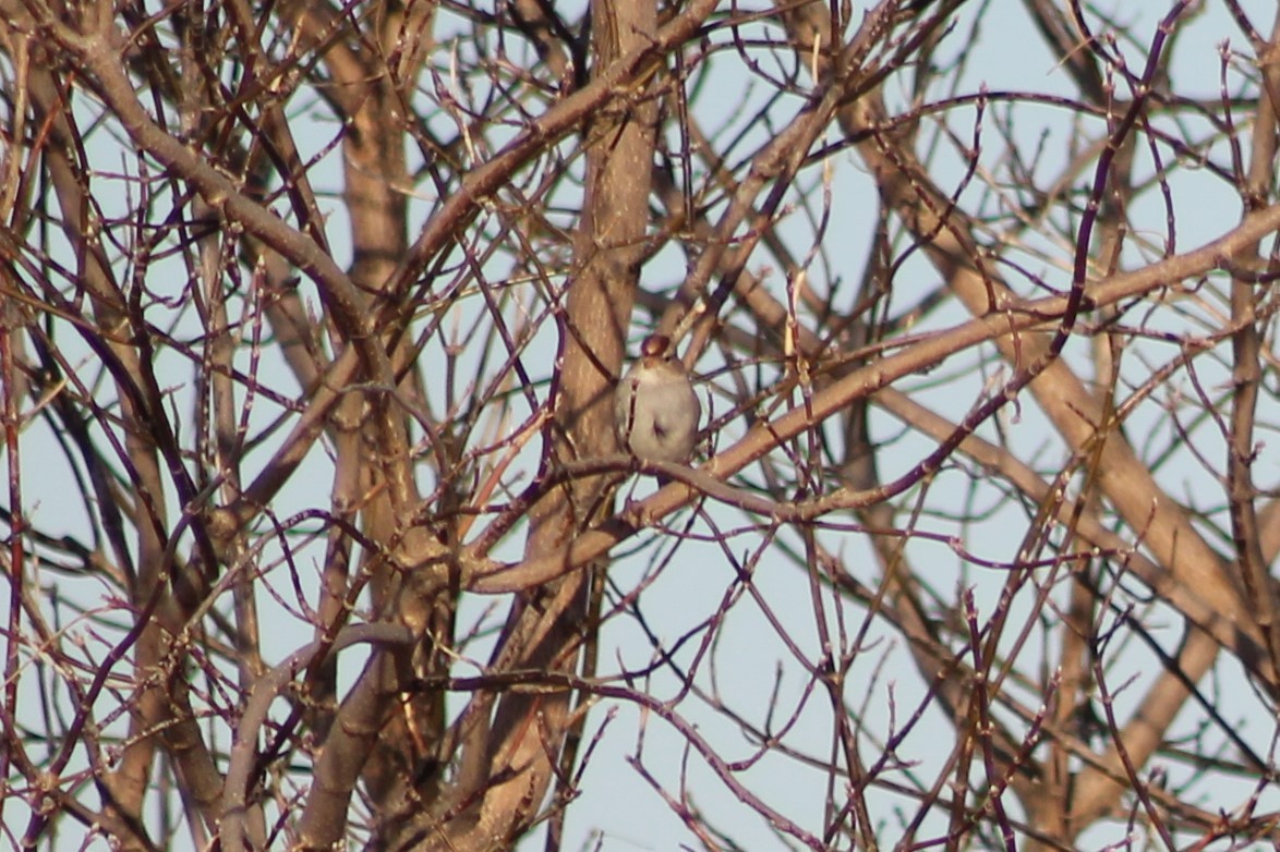 White-crowned Sparrow - ML426276781