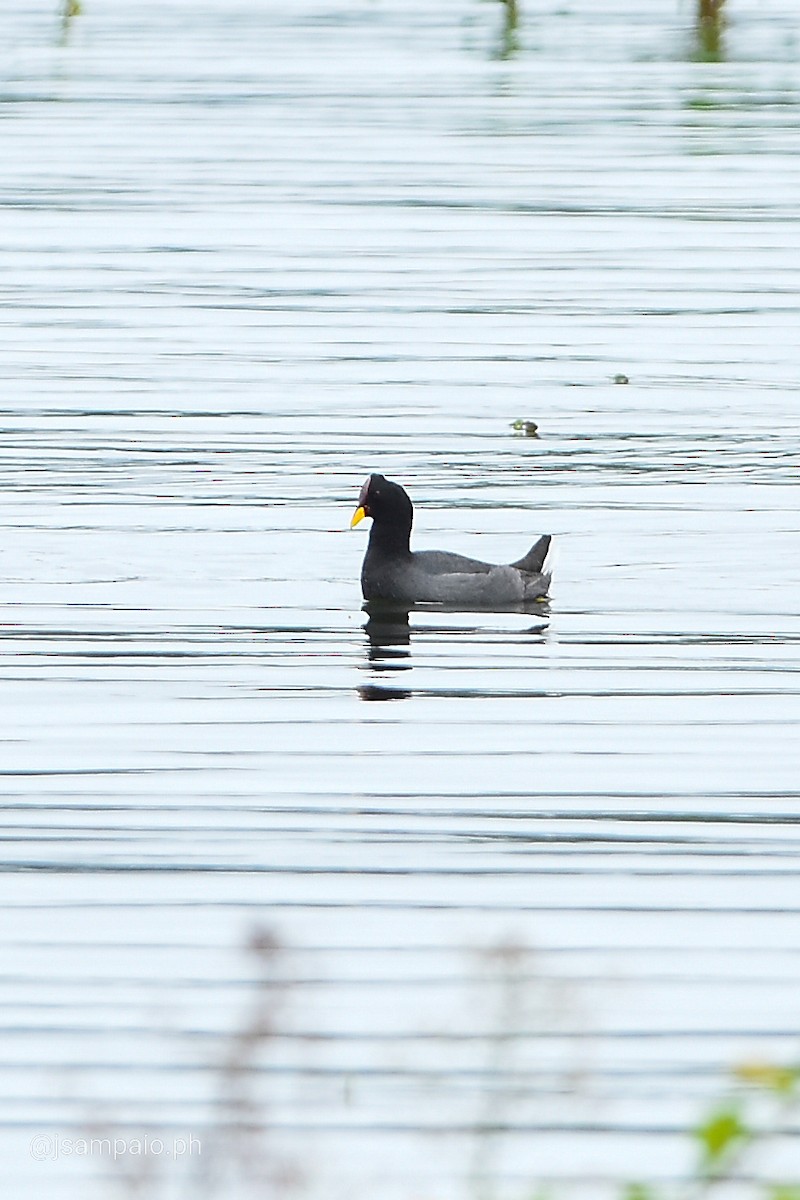 Red-fronted Coot - ML426277911