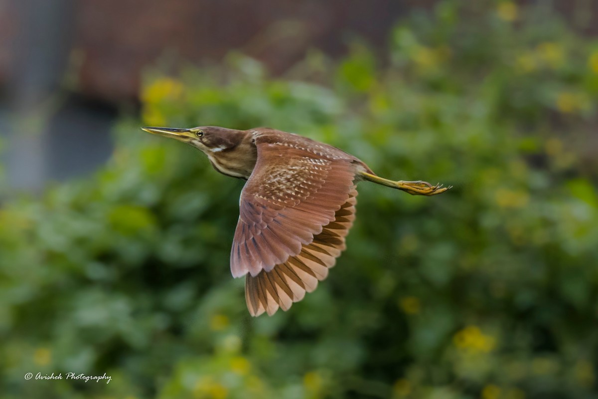 Cinnamon Bittern - ML426278211