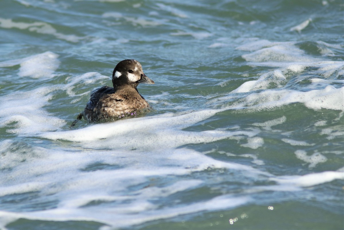 Harlequin Duck - ML426278401