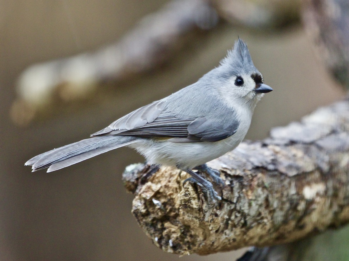 Tufted Titmouse - ML426278441