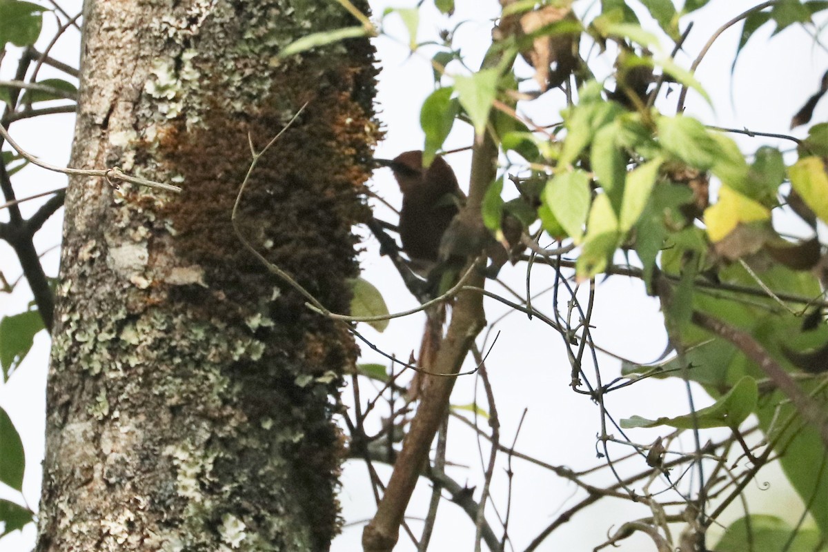 Rufous Spinetail (munoztebari) - ML426279131