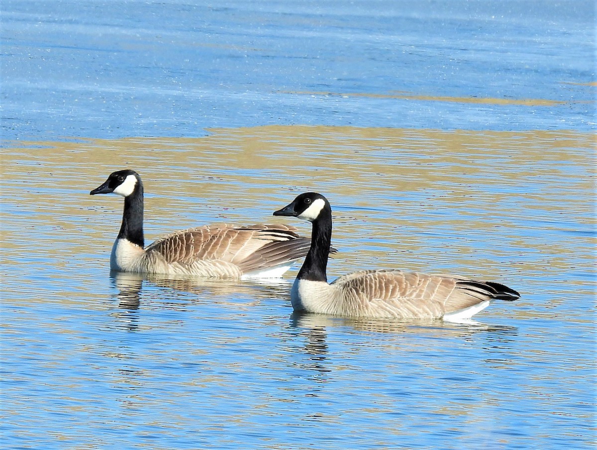 Canada Goose - ML426279171