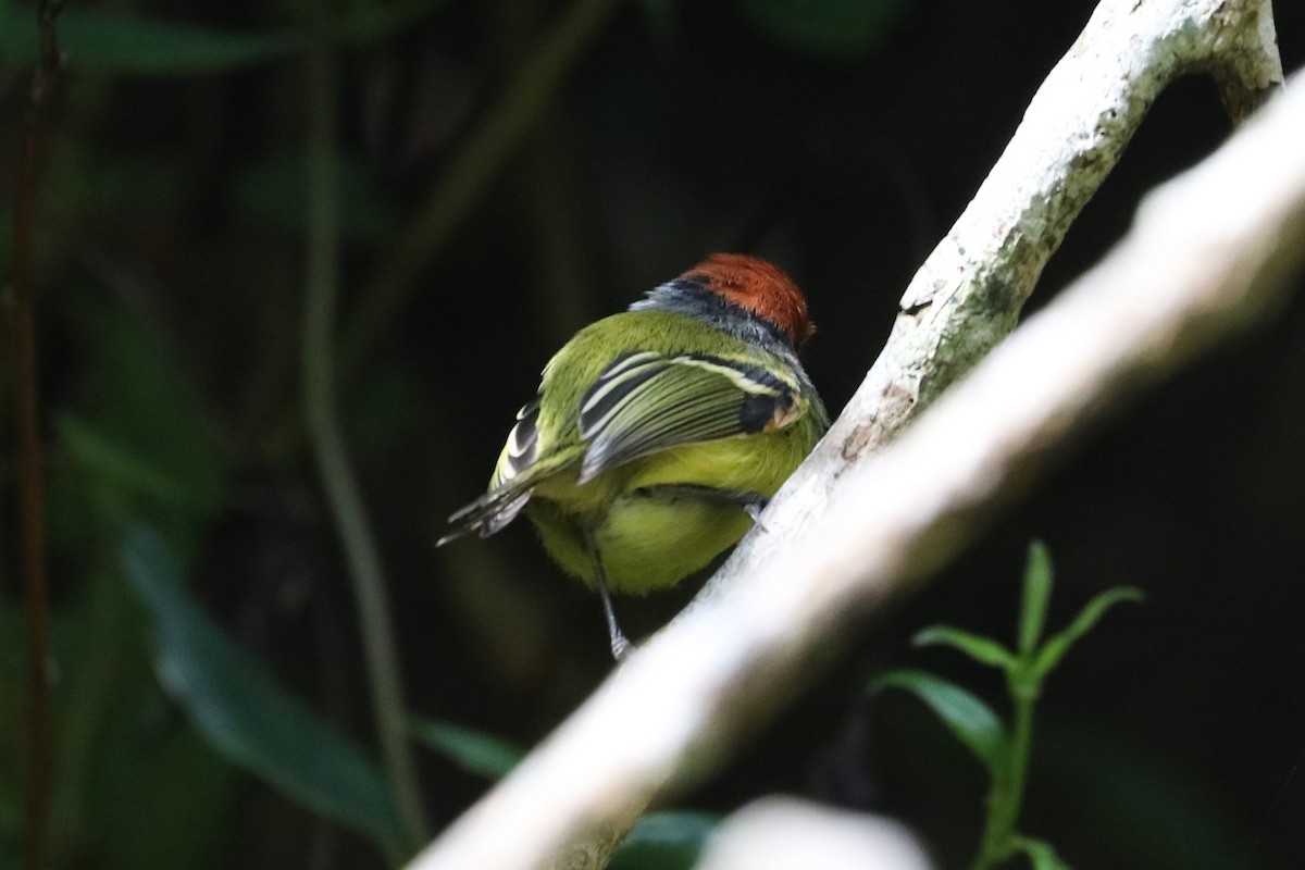 Rufous-crowned Tody-Flycatcher - ML426279281