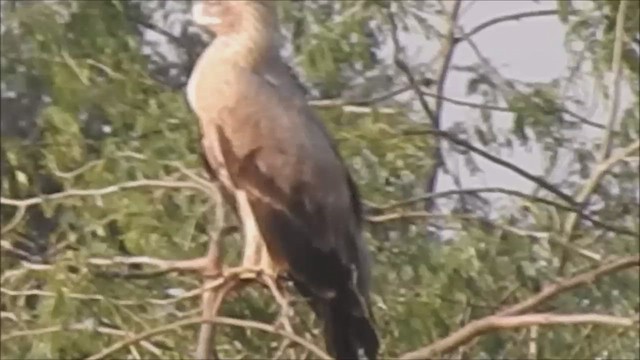 Tawny Eagle - ML426281421