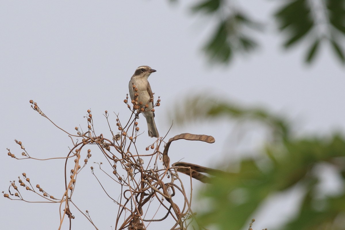 Common Woodshrike - ML426281681