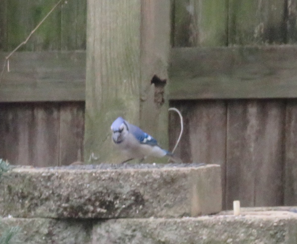 Голубая сойка - ML426282181