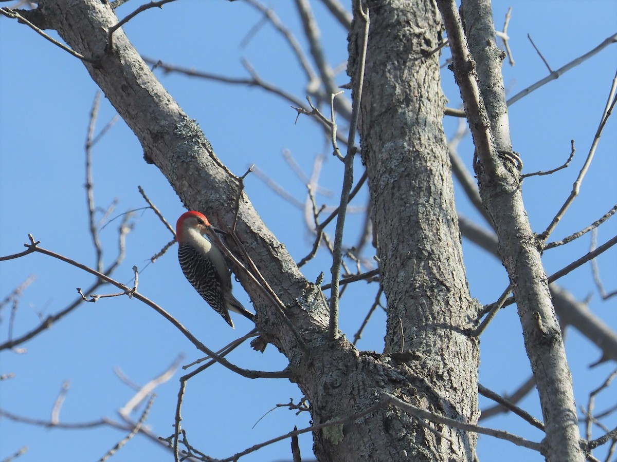 Red-bellied Woodpecker - ML426282651