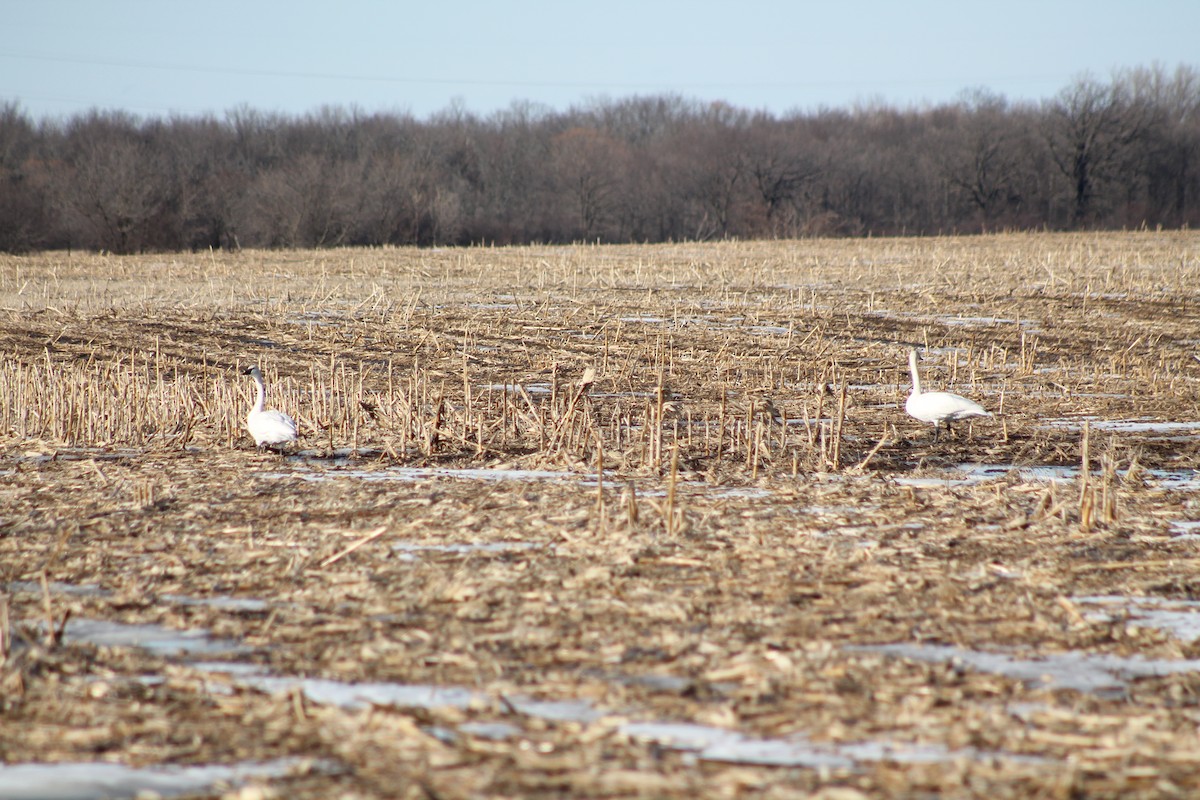 Trumpeter Swan - Douglas Stadler