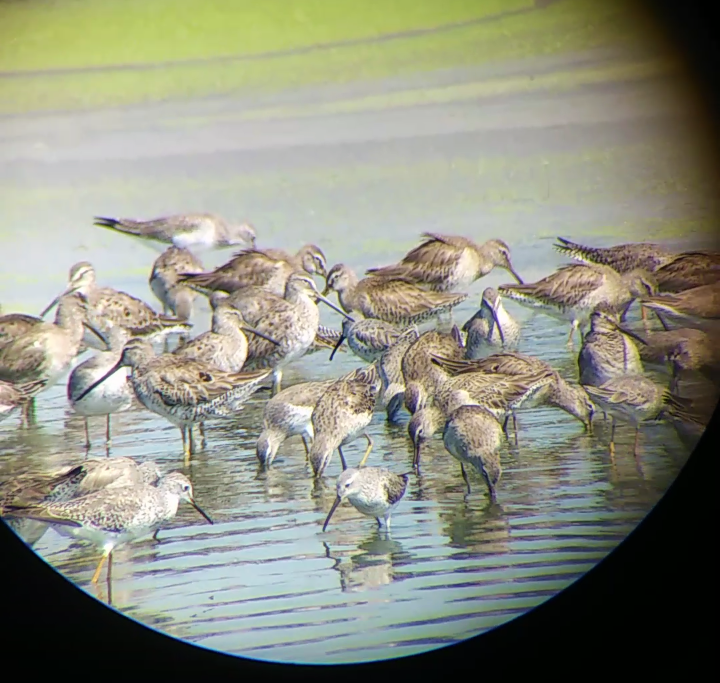 Long-billed Dowitcher - ML426283451