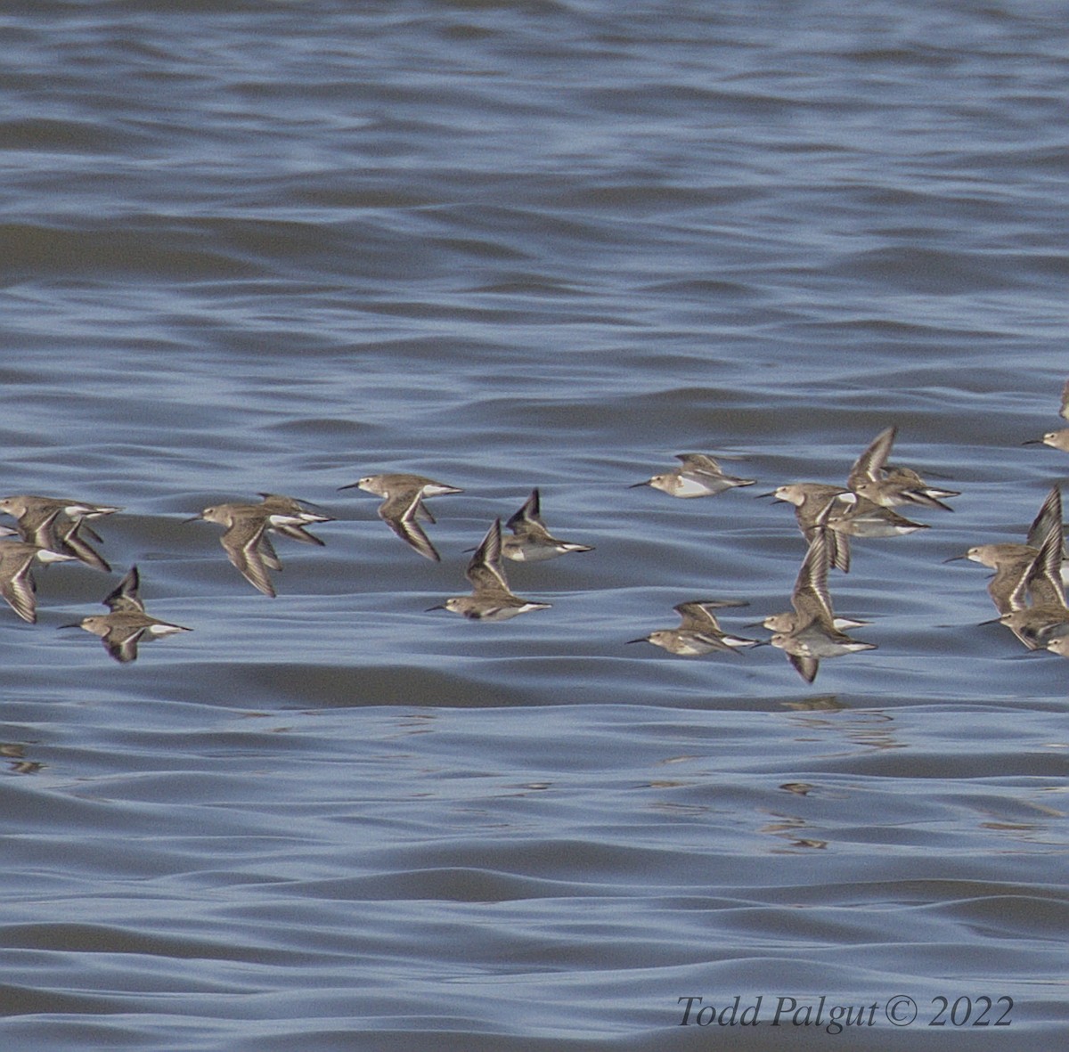 Dunlin - ML426283641