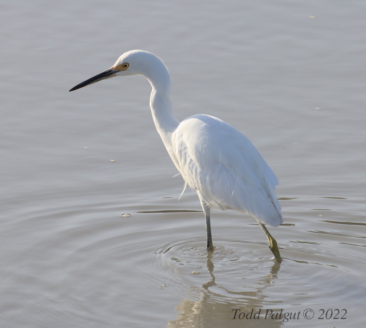 Snowy Egret - ML426283841