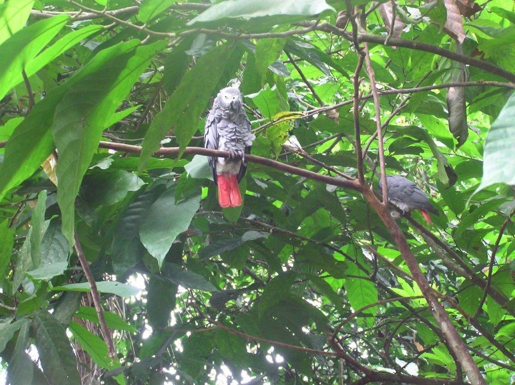 papoušek žako (ssp. erithacus) - ML426284501