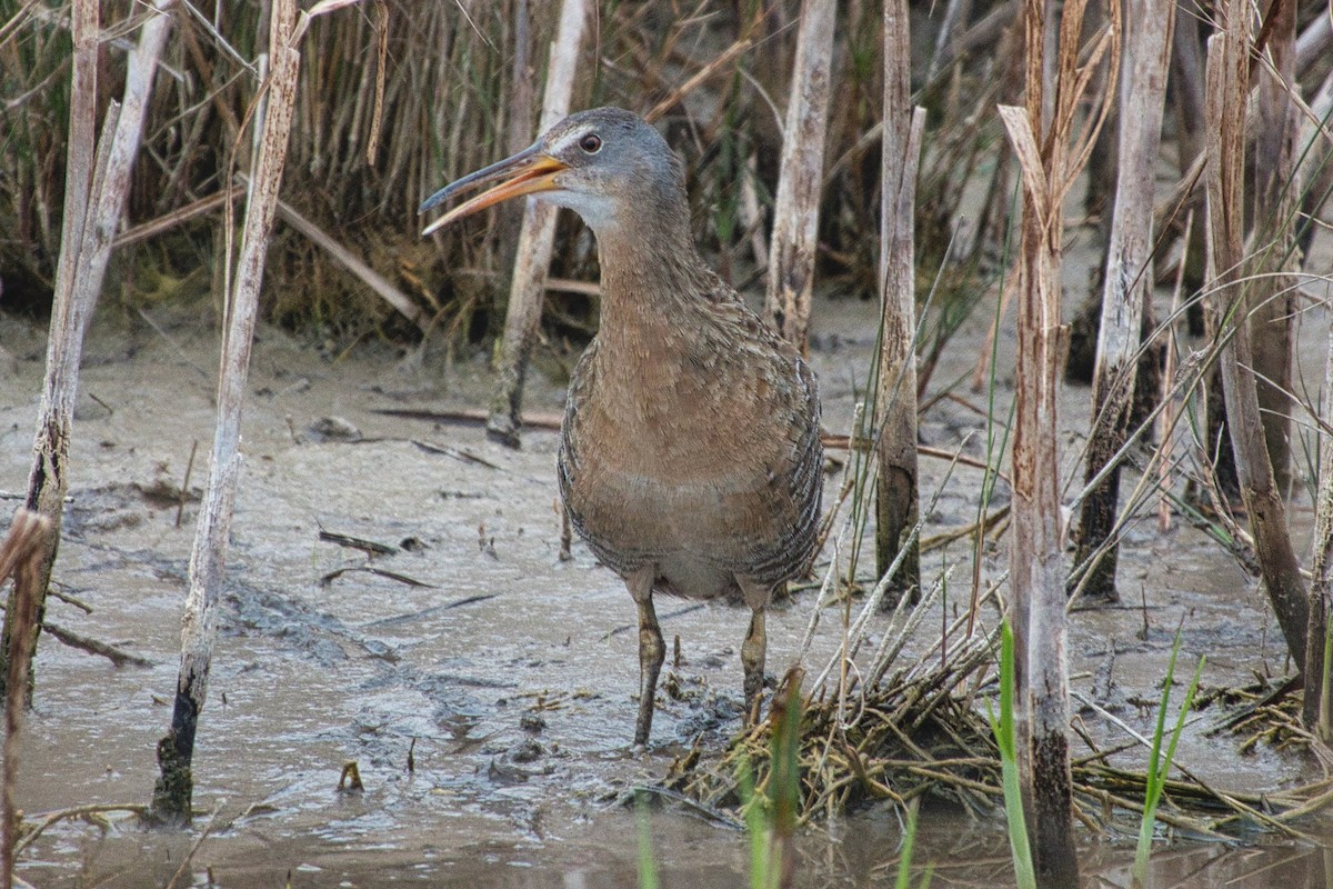 Clapper Rail - ML426287001