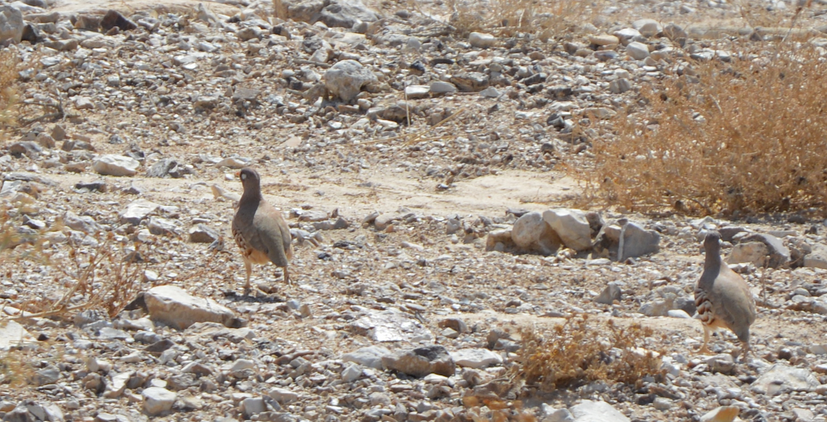 Sand Partridge - ML426287201