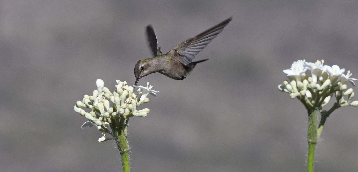 Dusky Hummingbird - ML426287341