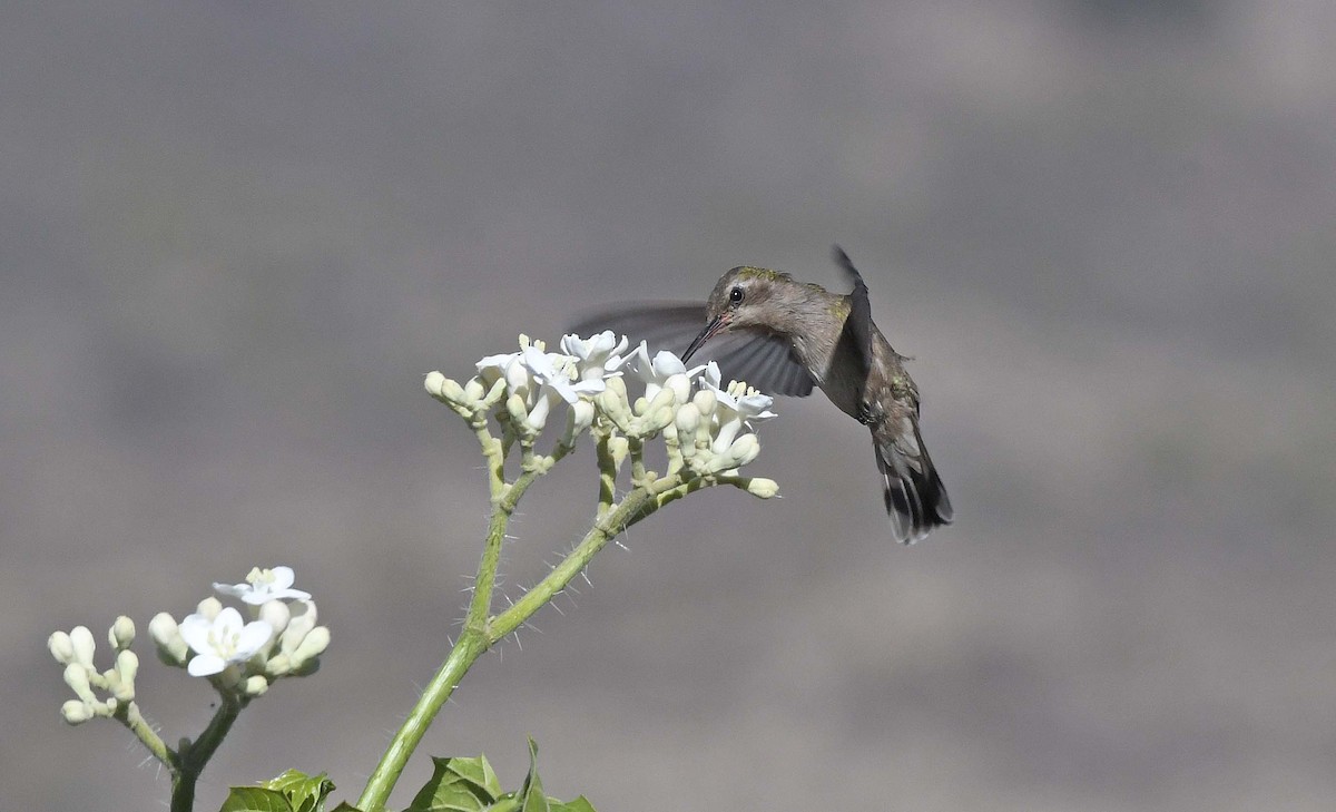 Dusky Hummingbird - ML426287441