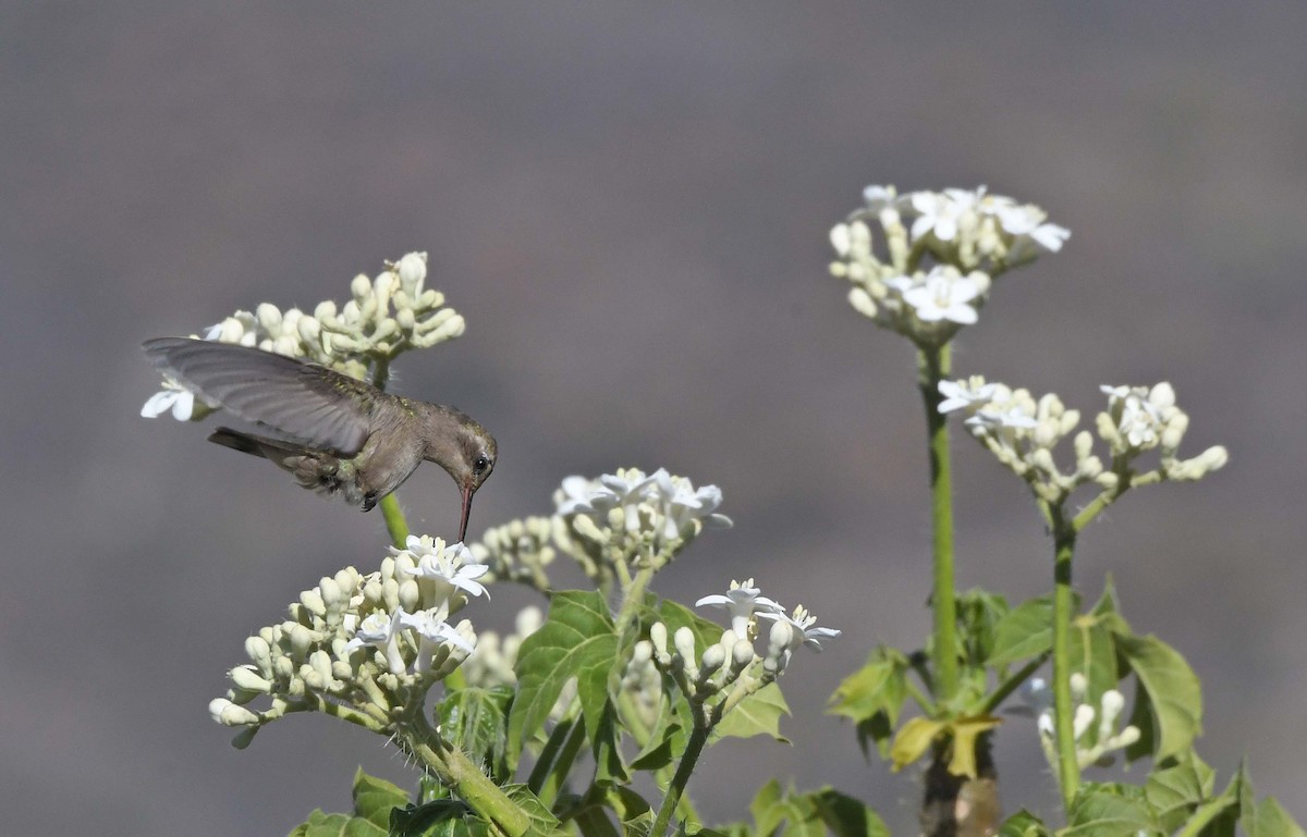 Dusky Hummingbird - ML426287481
