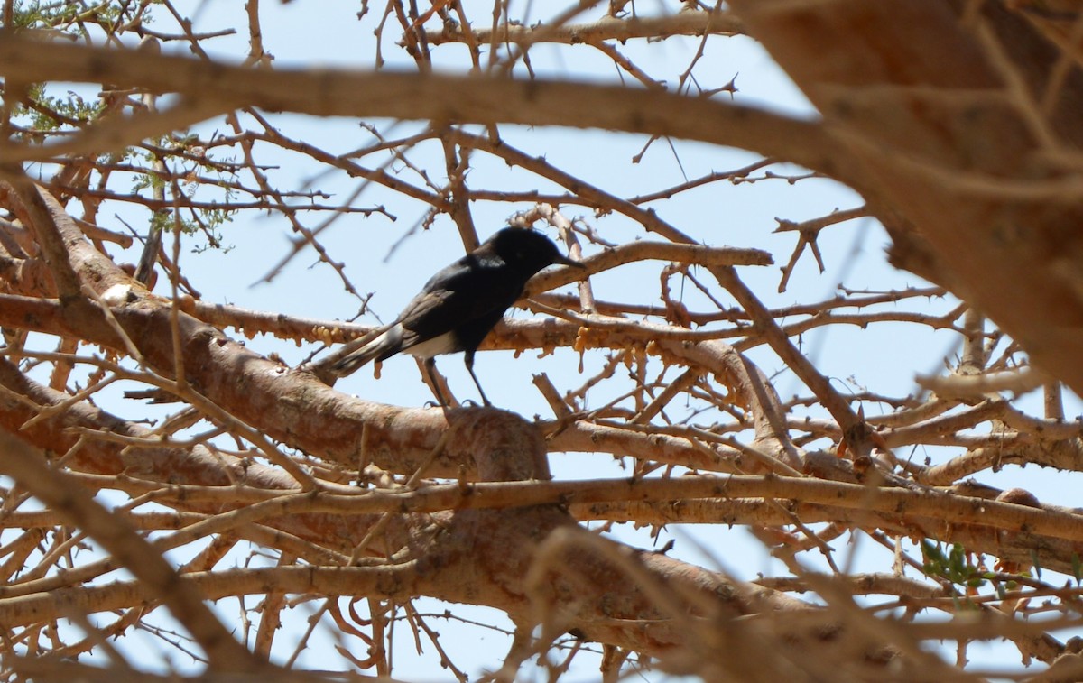 White-crowned Wheatear - ML426287511