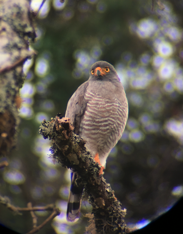 Roadside Hawk - ML426288411