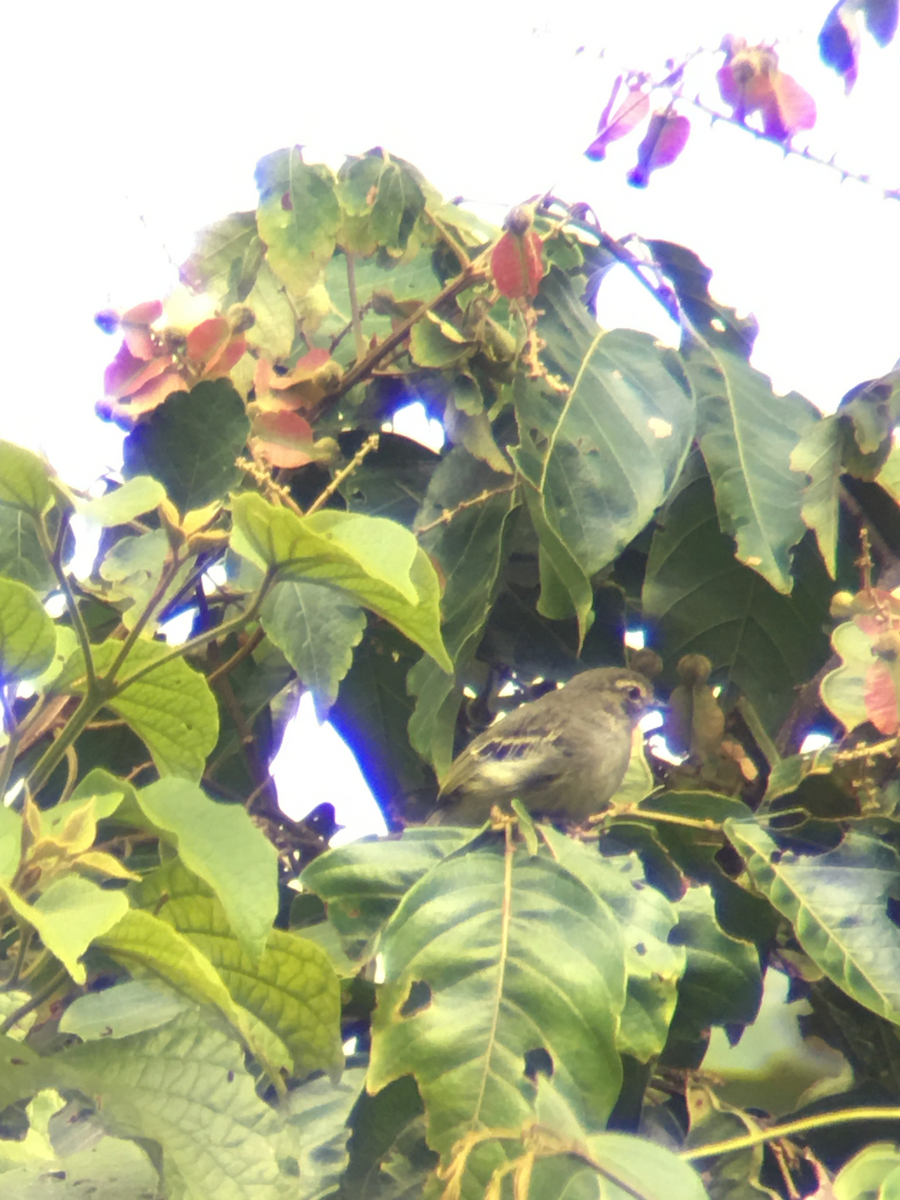 Golden-faced Tyrannulet - ML426288491