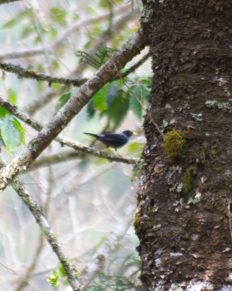 Yellow-legged Thrush - ML426288501