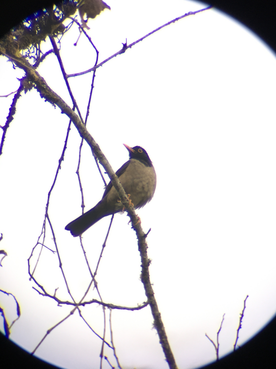 Black-hooded Thrush - ML426288531