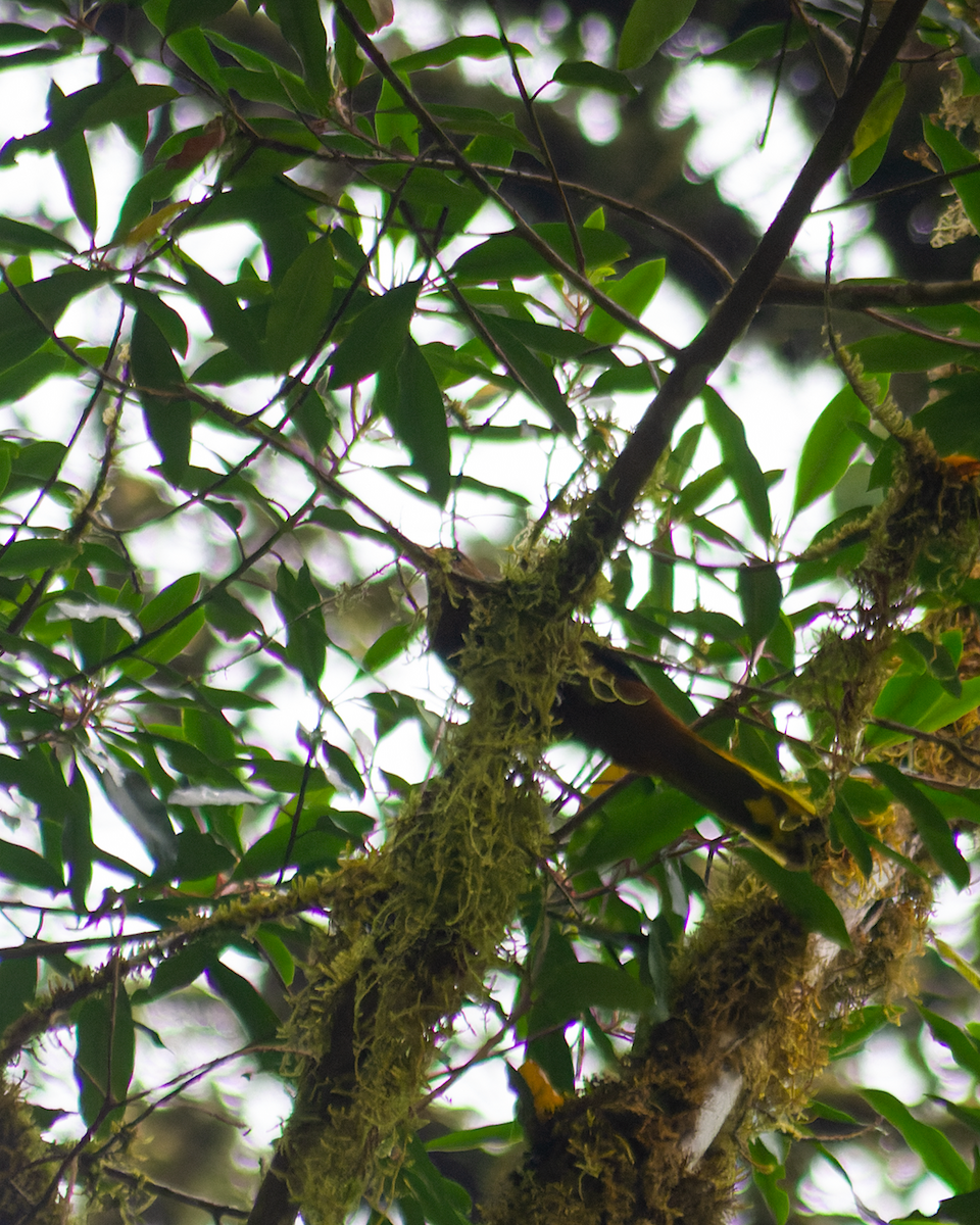 Russet-backed Oropendola - ML426288561