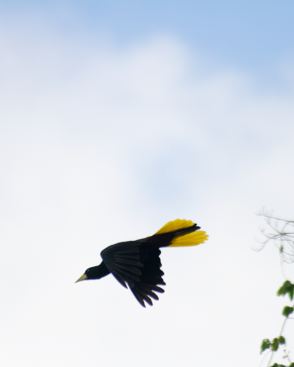 Crested Oropendola - ML426288601