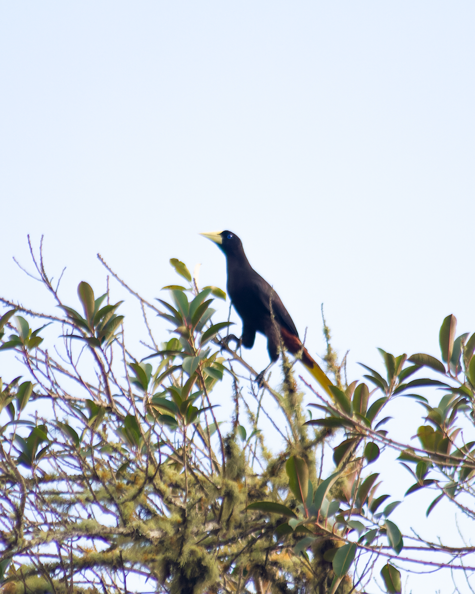 Crested Oropendola - ML426288611