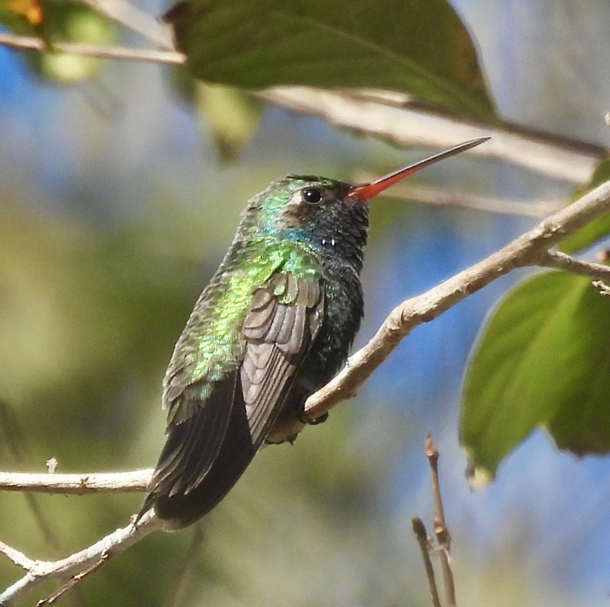 Broad-billed Hummingbird - ML426289381