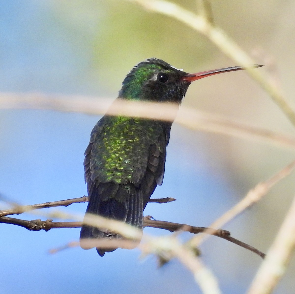 Broad-billed Hummingbird - ML426289391