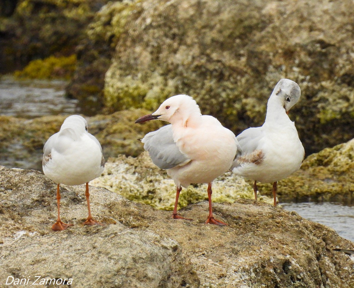 Slender-billed Gull - ML426291321