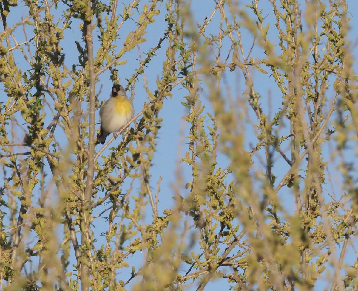 Lawrence's Goldfinch - ML426294101