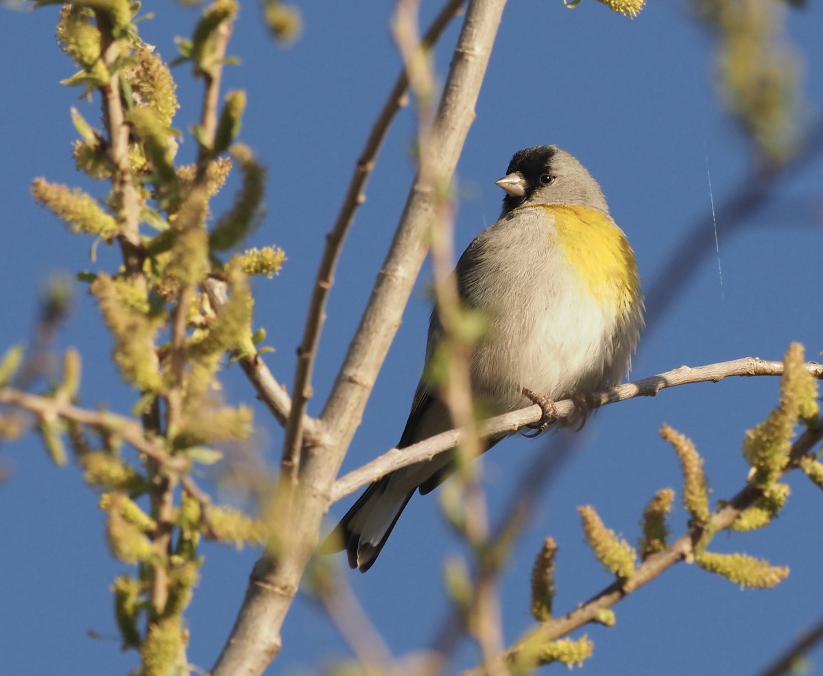 Lawrence's Goldfinch - ML426294191