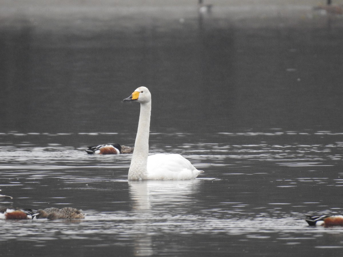 Cygne chanteur - ML426295421