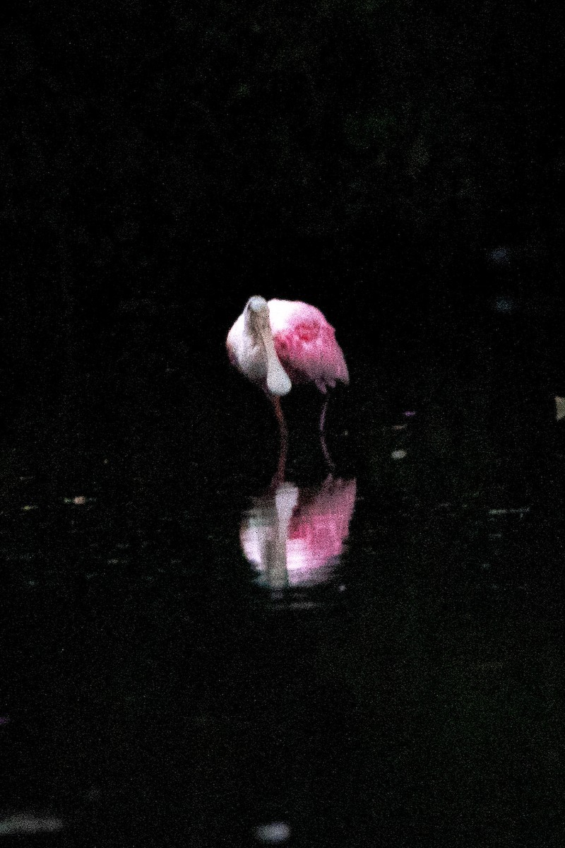 Roseate Spoonbill - João Pedro Sampaio Nunes